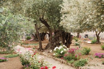 Old olive trees in the Gardens of Gethsemane, Jerusalem