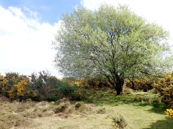 Little nook in Ashdown Forest