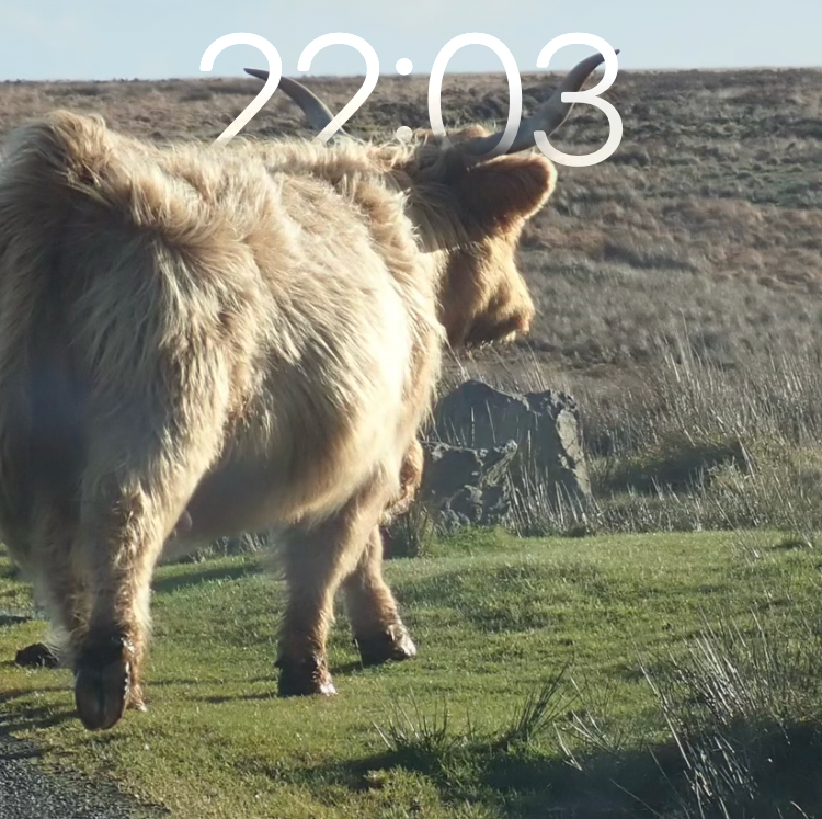 Highland cow on Exmoor with clock 'horns'