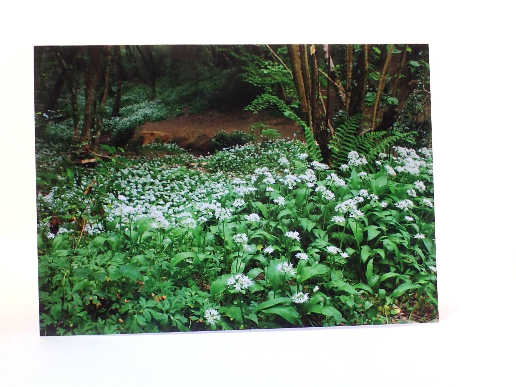 Wild Garlic (greeting card) in woodland