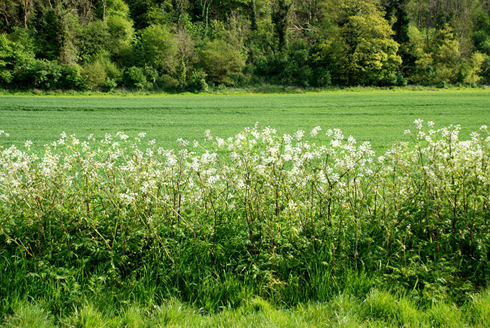 Cow parsley