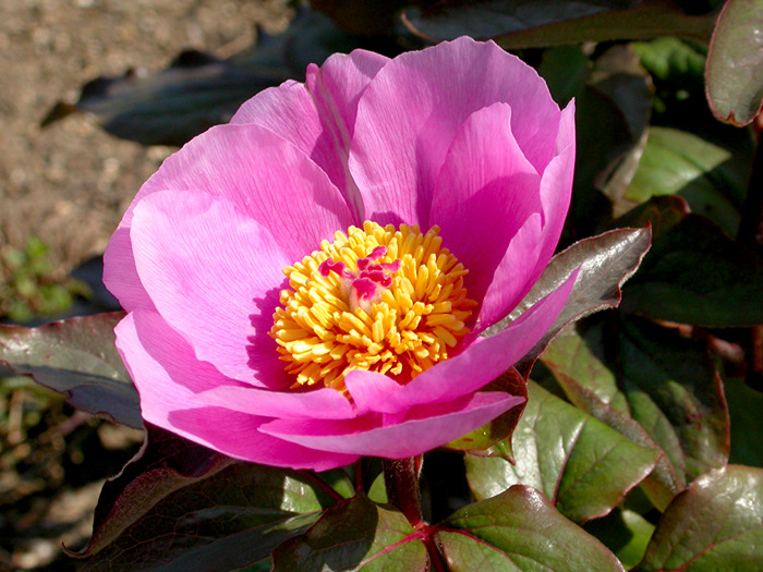 Pink paeony