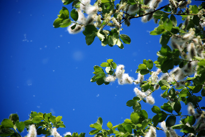 Willow seeds