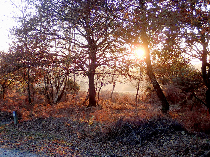 Sunshine through autumnal trees