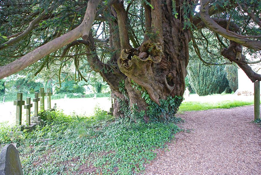 Yew tree on the entrance path to Newton Valence church