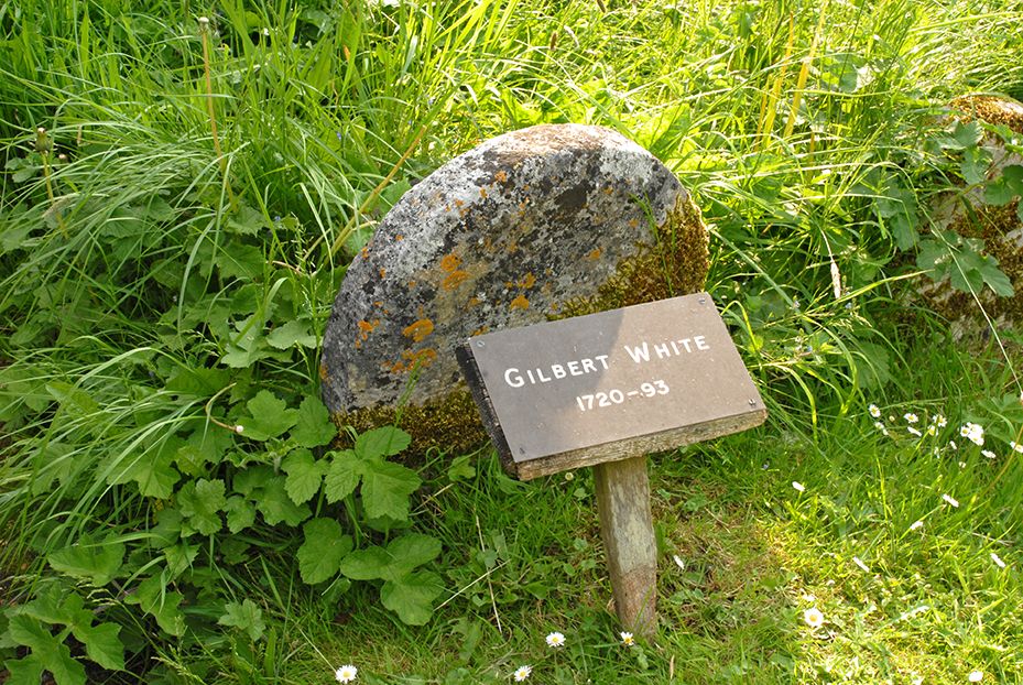 Gilbert White's grave in Selborne churchyard