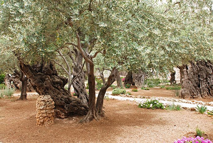 Olive trees