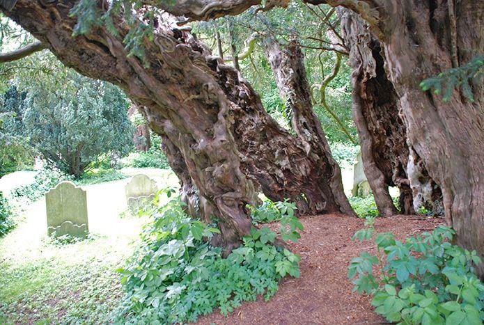 Yew at Farringdon