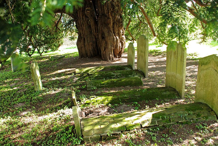 Corhampton under the yew
