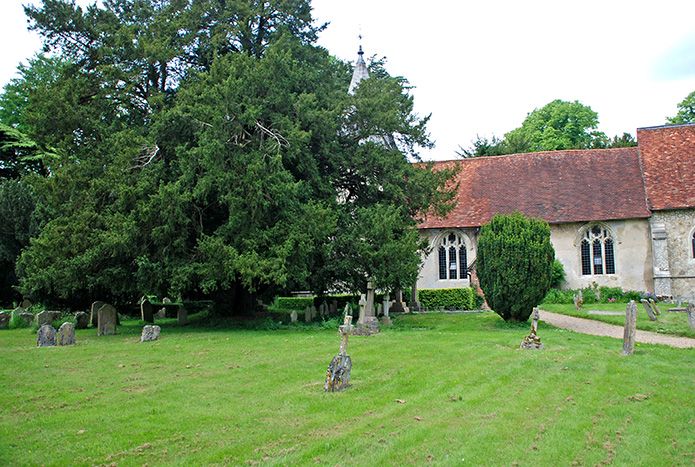 Farringdon churchyard yews