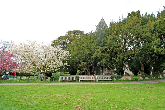 Hawkley yews