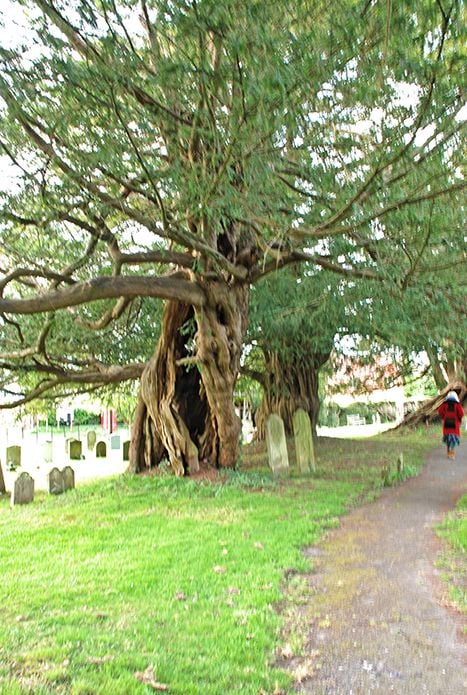Hawkley yews