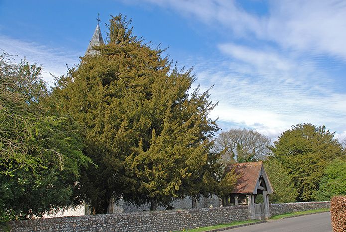 High Cross yew