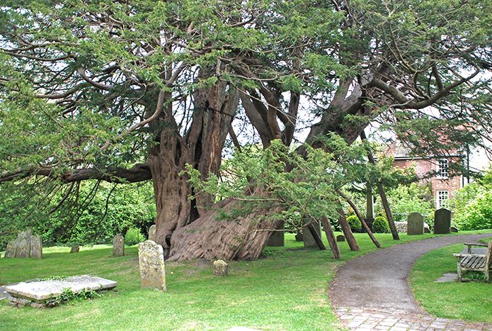 Wilmington yew