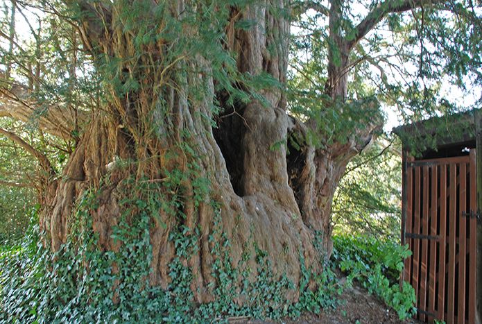 Coldwaltham yew and horrible shed
