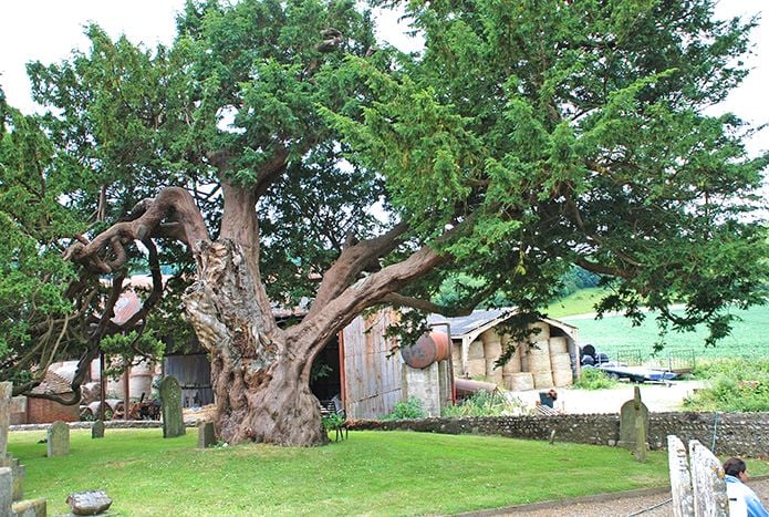 Remaining Sullington yew