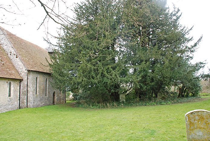 Up Marden yew tree ring