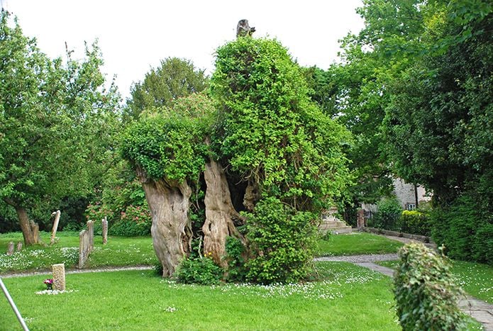 Stump of Selborne's yew