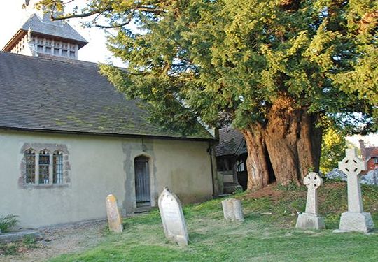 Steep yew