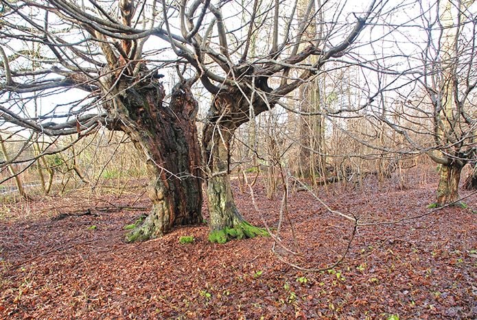 Hornbeam in Kent