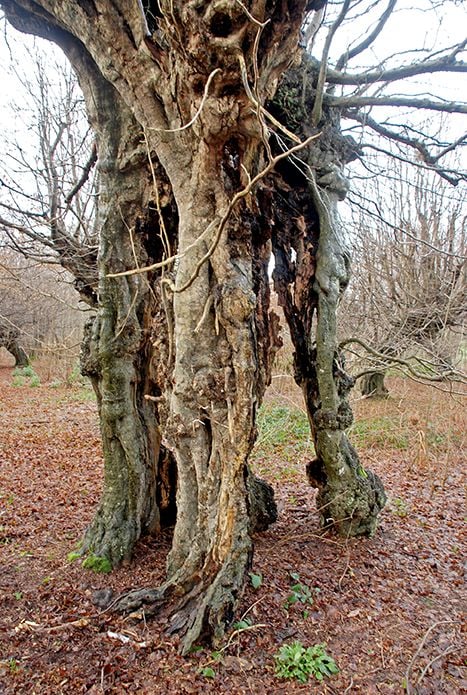Hornbeam on private estate in Kent