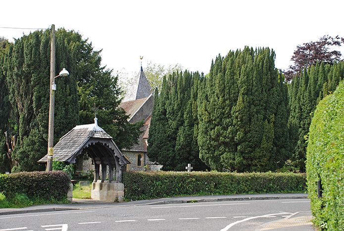 Swanmore yews