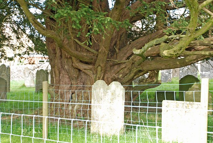 One of the yews at Froxfield Green