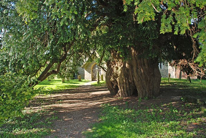Yew at Corhampton