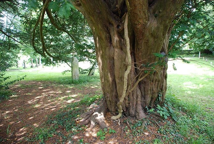 Yew tree in Ringmer churchyard