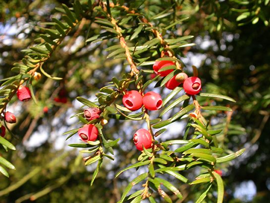 Yew berries