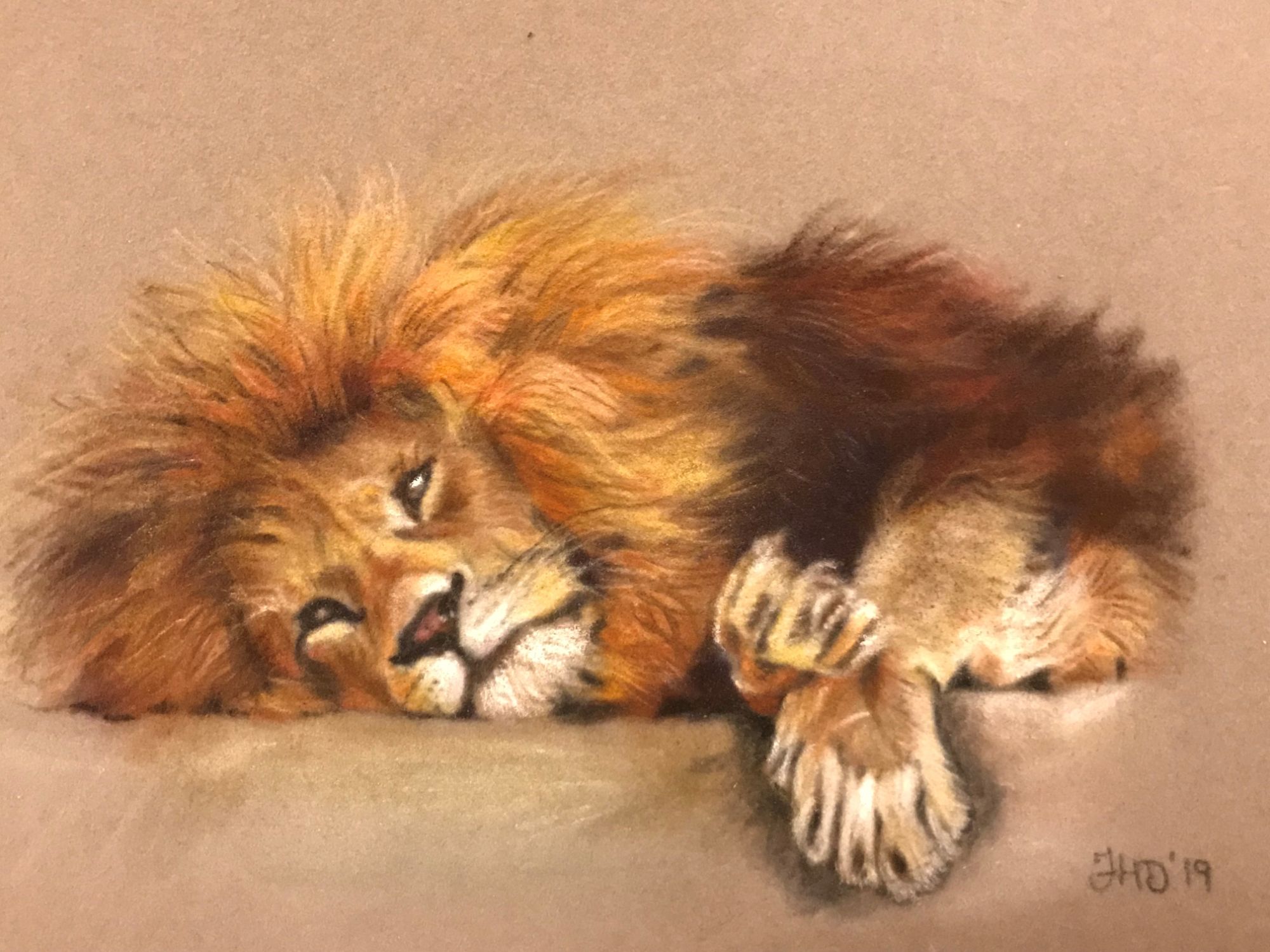 sleepylion