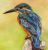kingfisher_painting