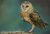 Barn Owl Wildlife Painting
