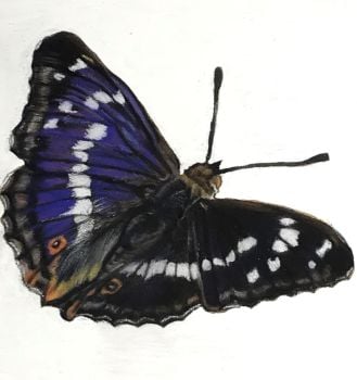 Purple Emperor