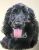 Dog Painting - Black Spaniel - Brooke