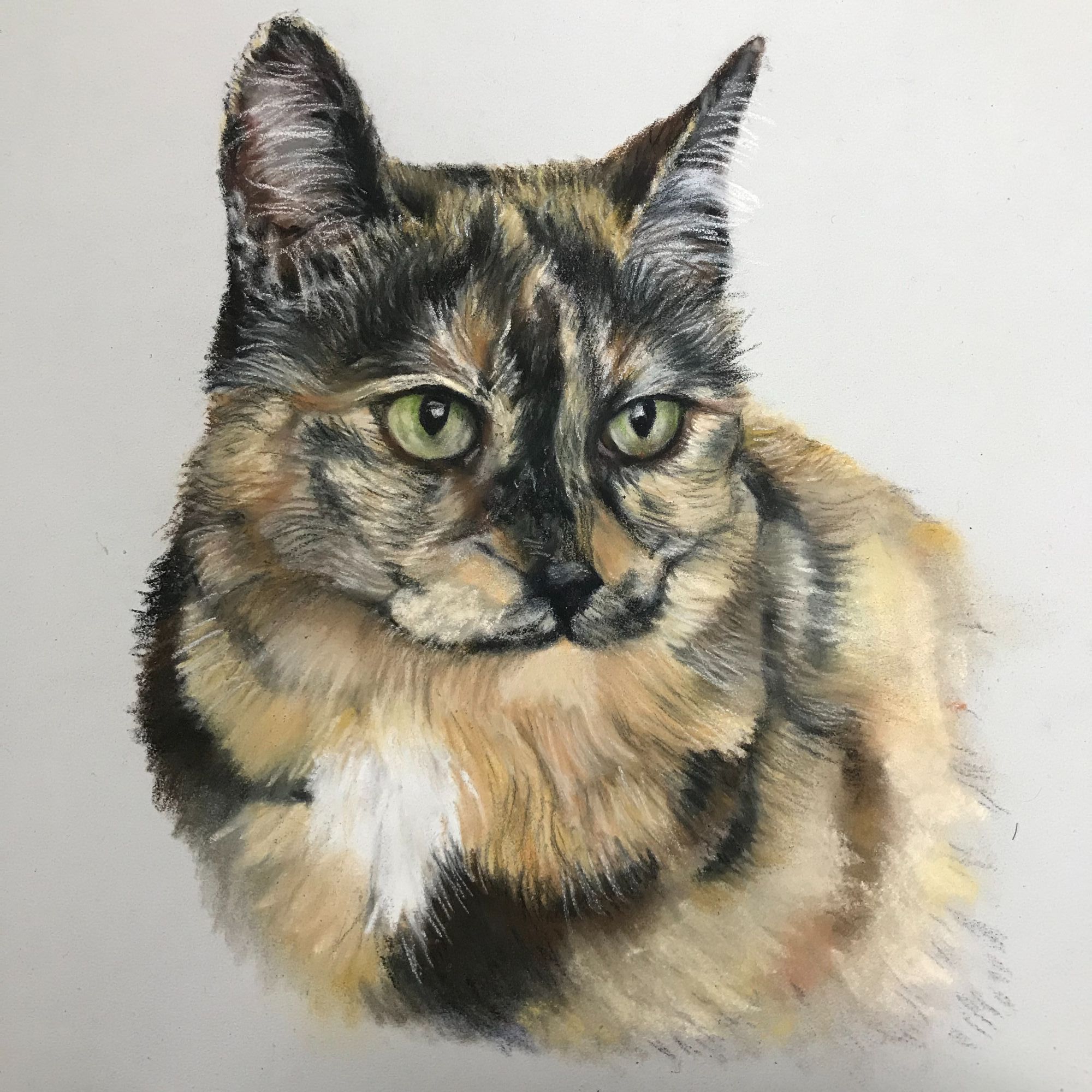 cat pet portrait final layers