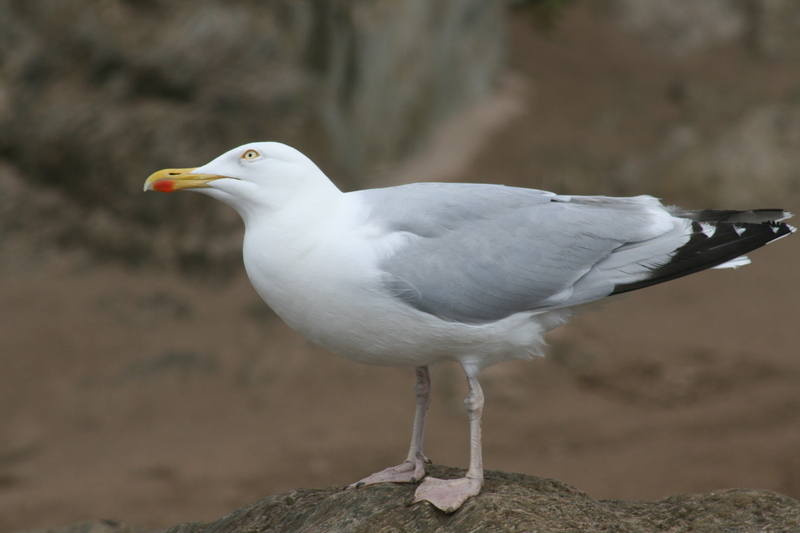 Bigbury gull