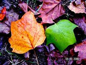 Fallen Autumn Leaves in the grounds of Cheltenham Park Hall