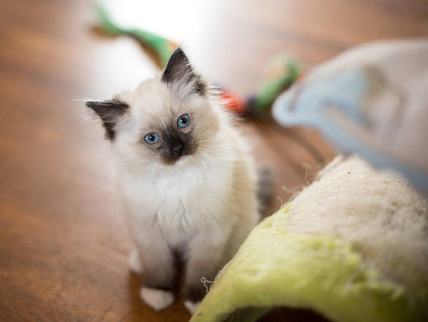 1seal mitted boyof belleisle