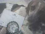 daredevil with his puppy kennel club award