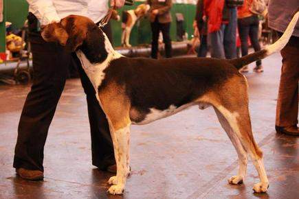 dawson at crufts 2013