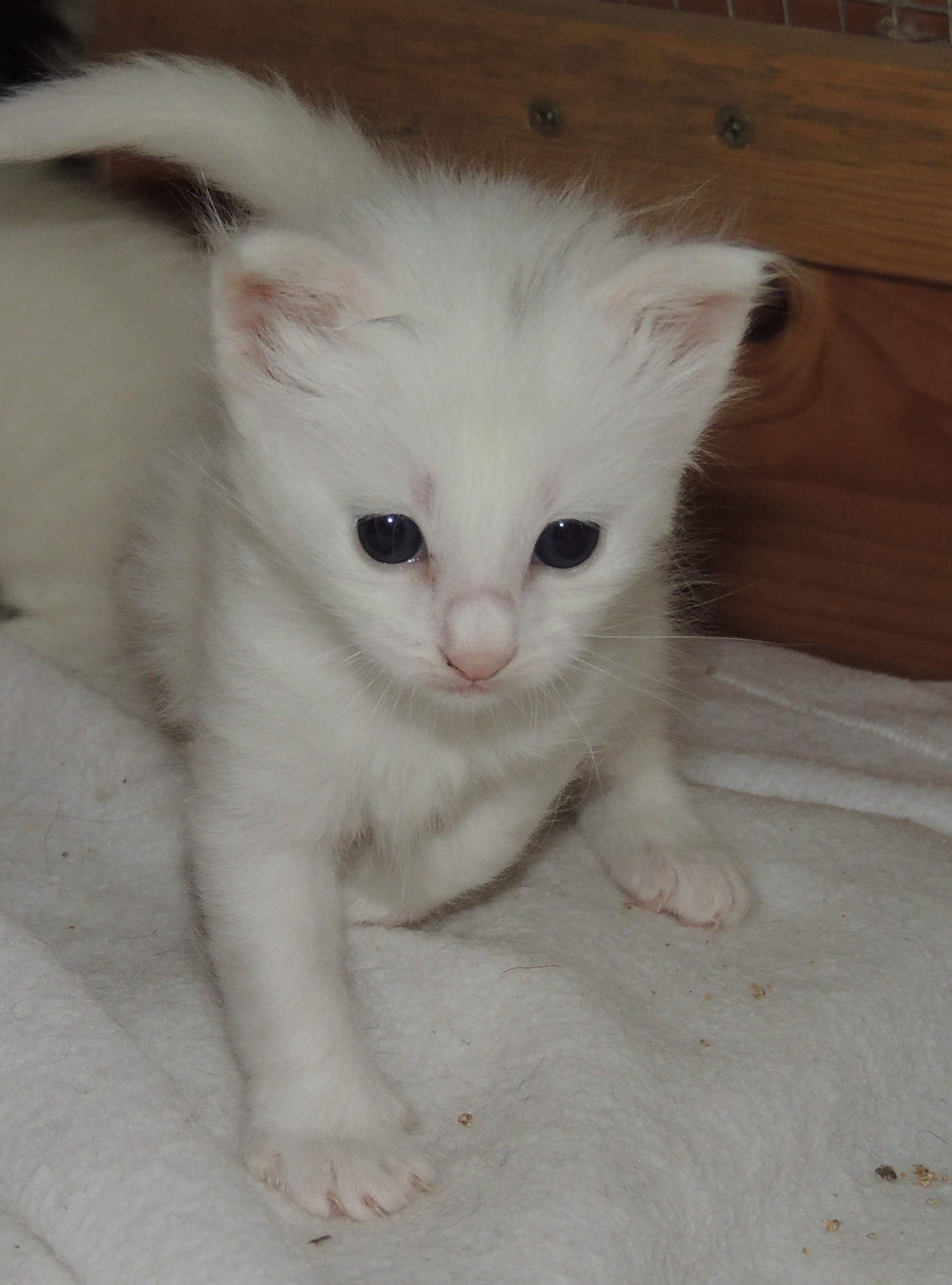 Pulsar 3 weeks