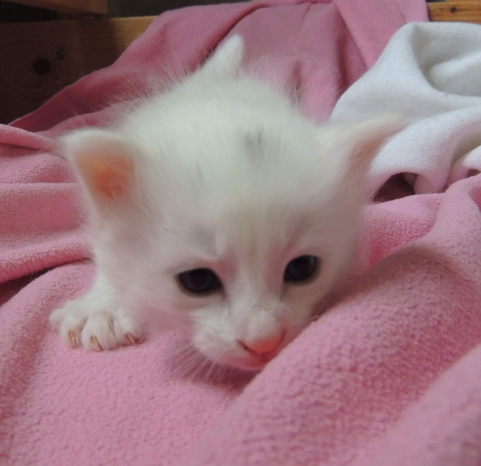 nebula 3 weeks 1