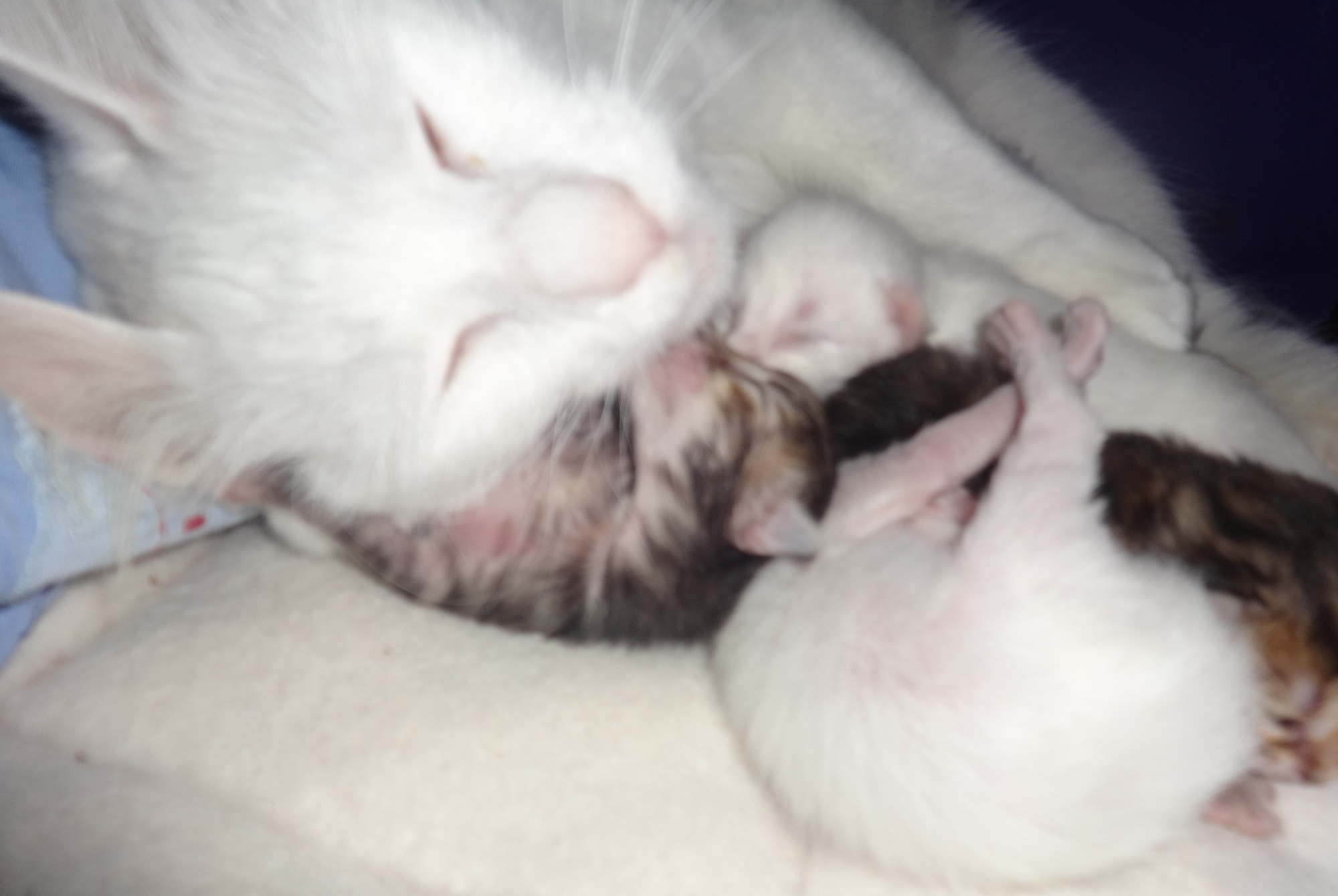 Pascha and kittens