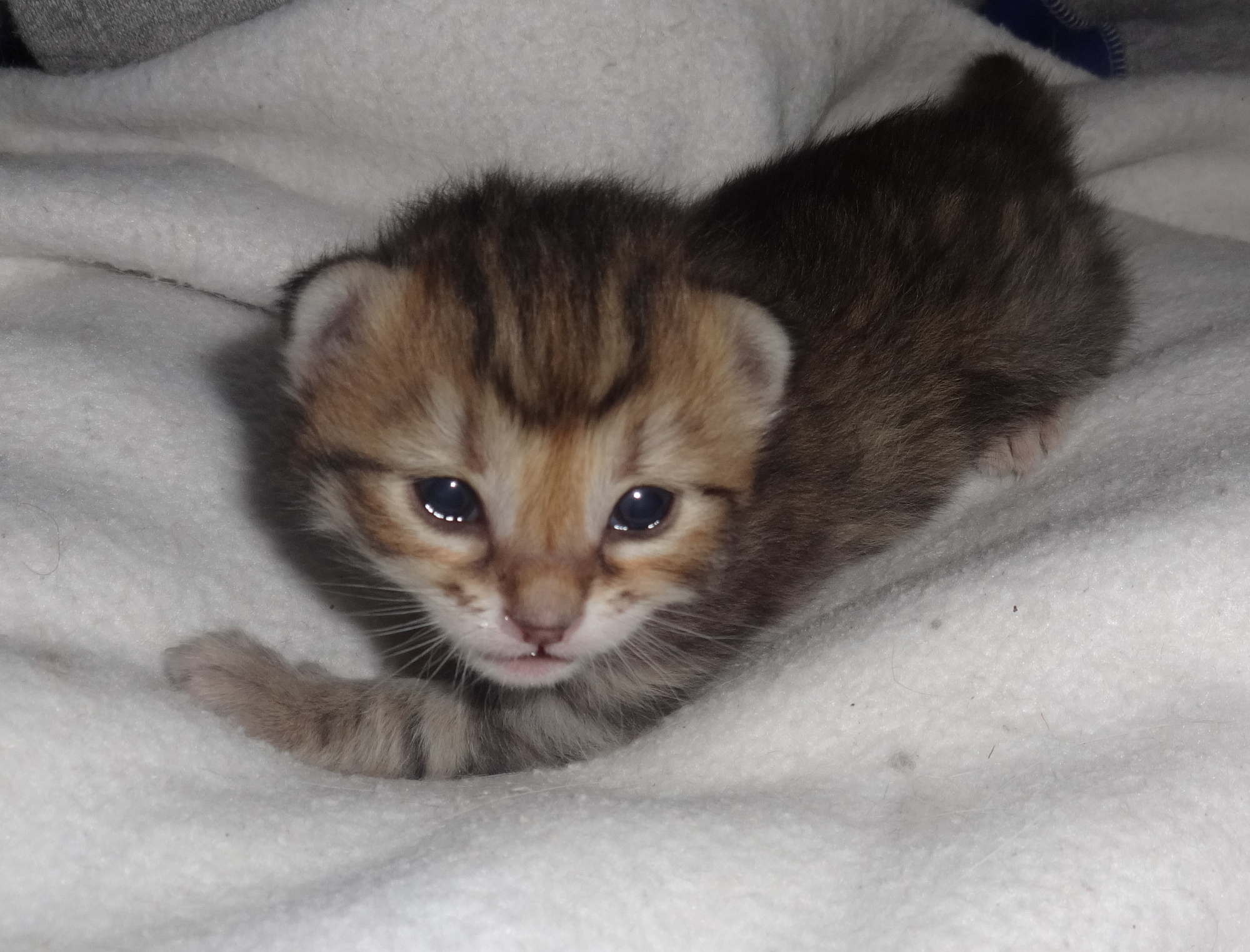 Petruchio 2 weeks