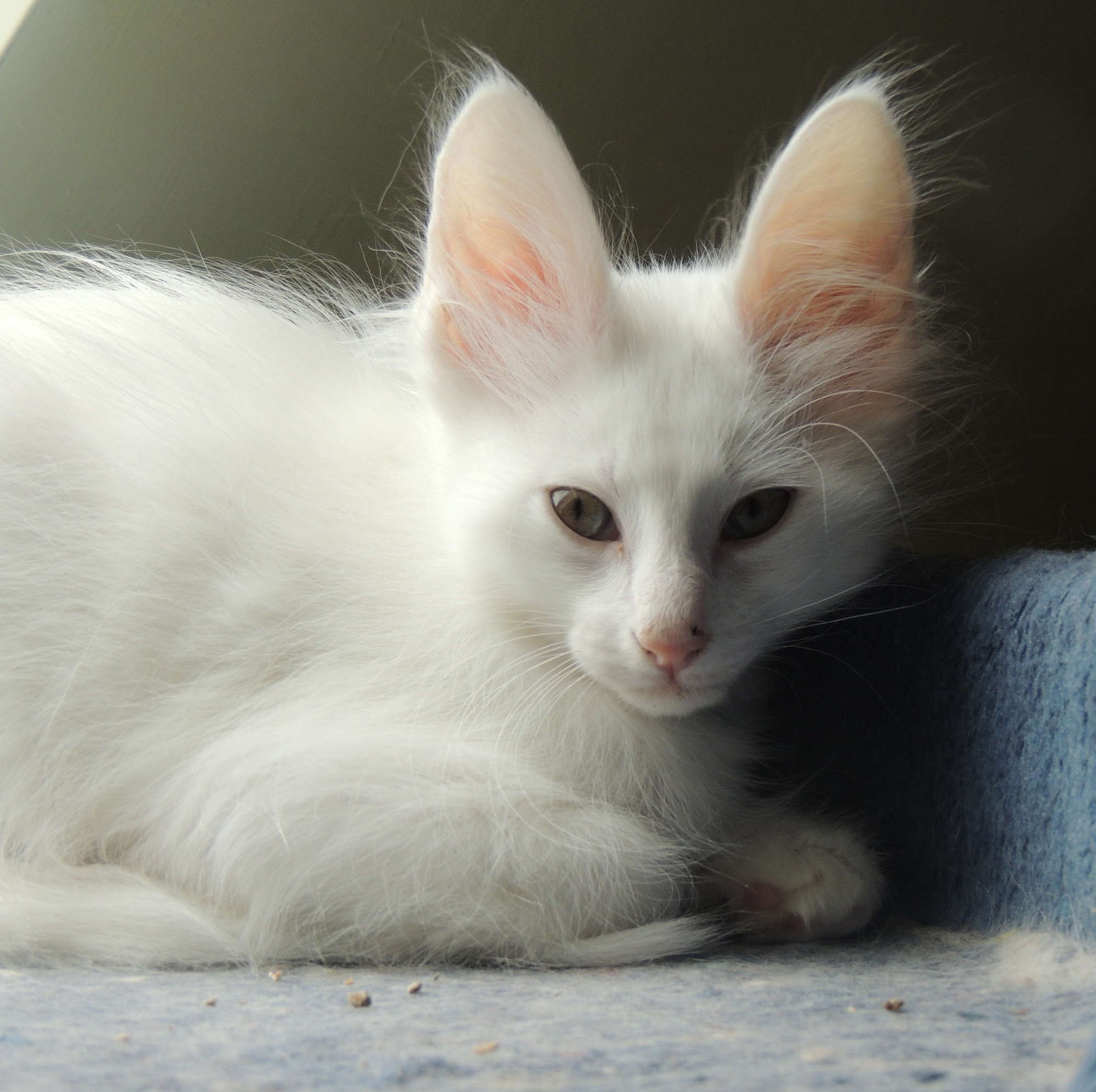 QUASAR 9 WEEKS