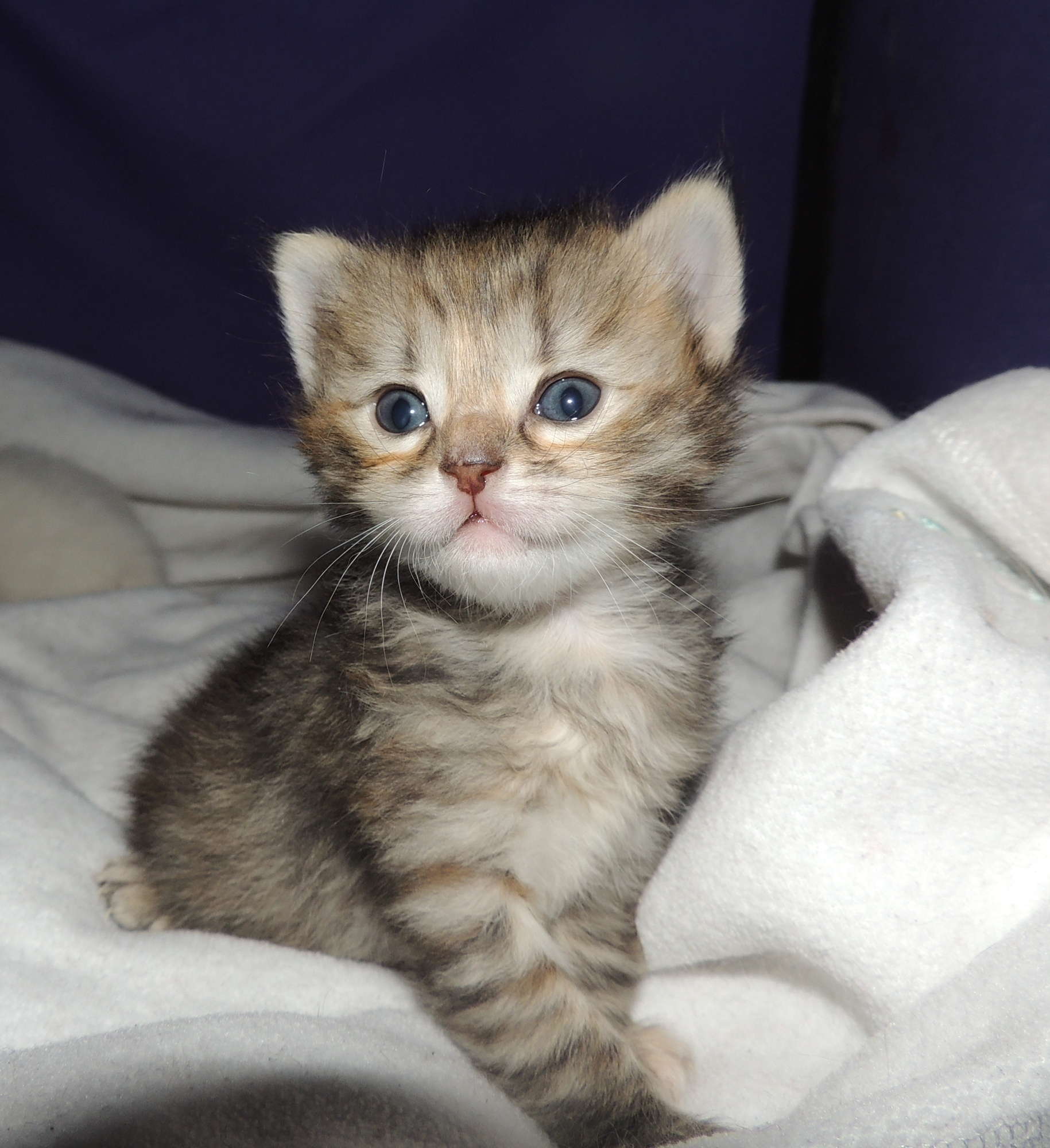 CORDELIA 3 WEEKS