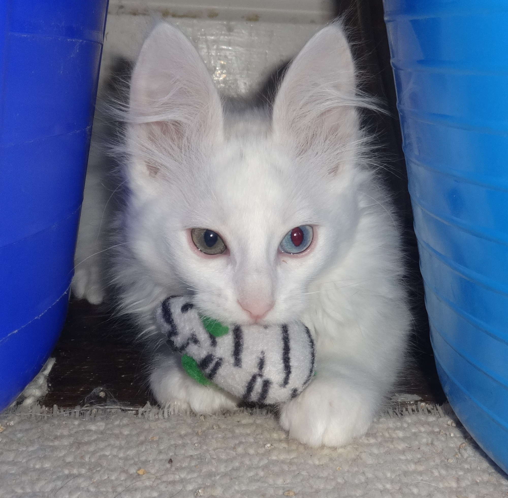 Leontes 12 weeks