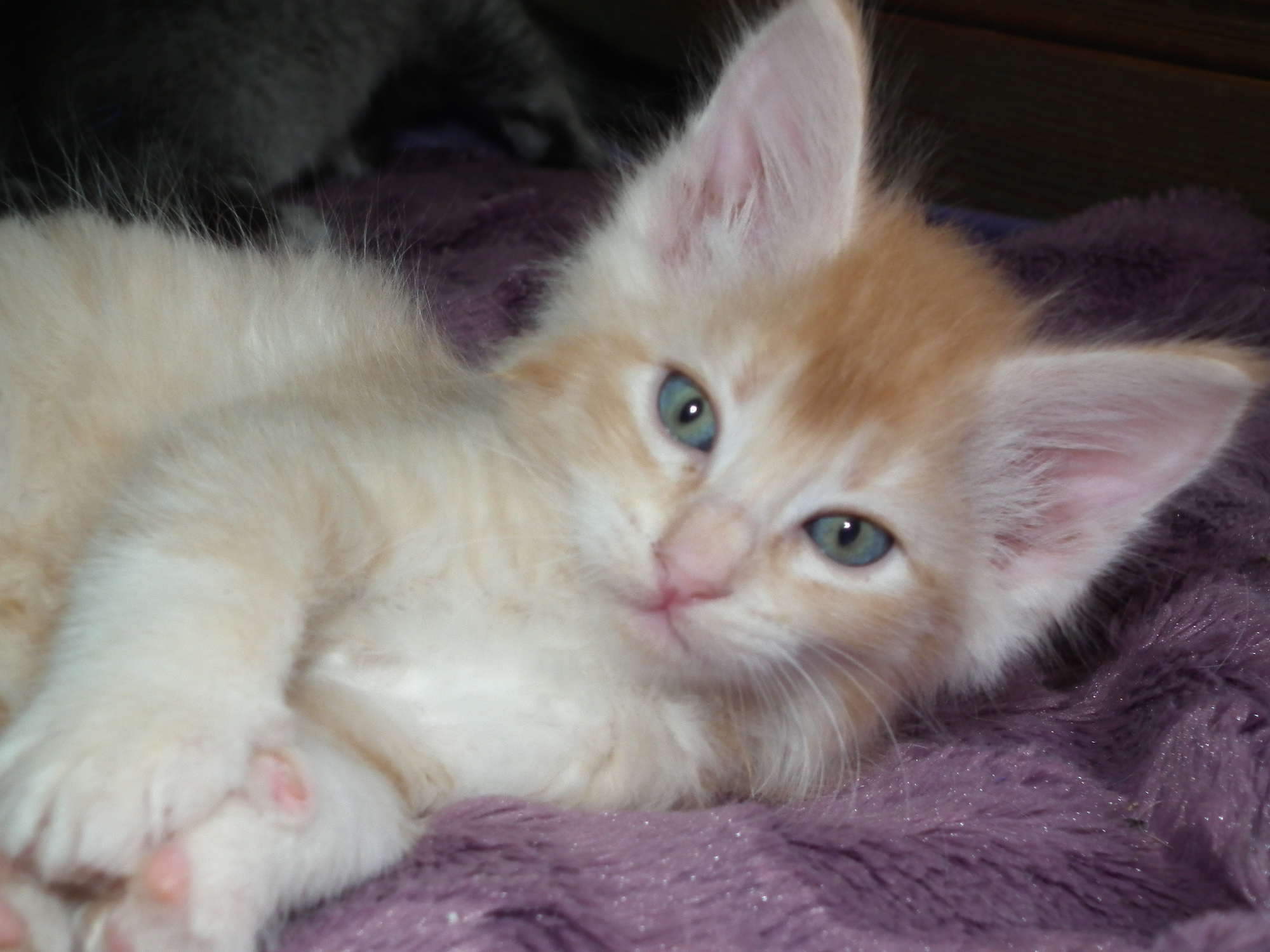 pumpkin 6 weeks 1