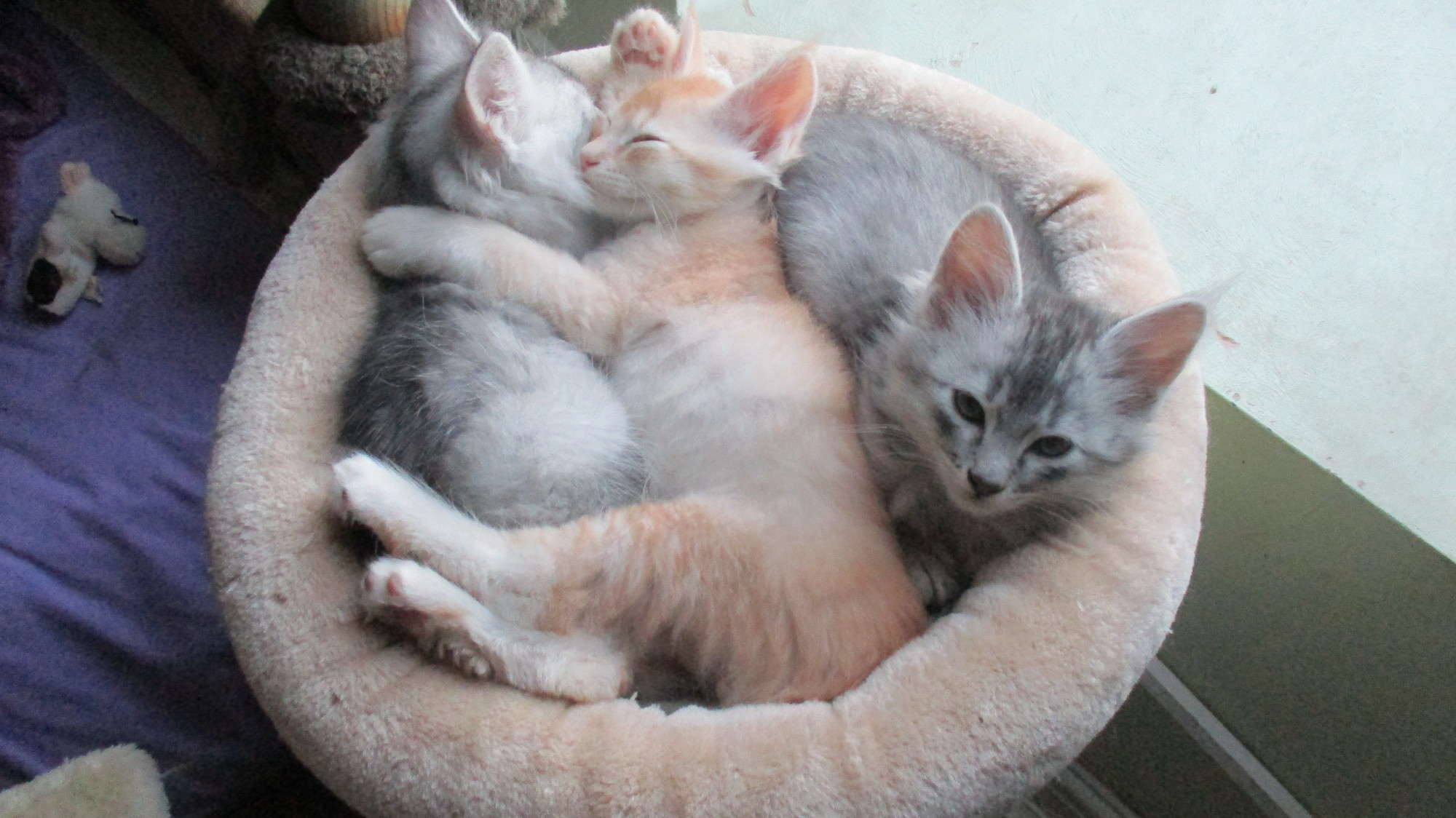 pumpkin , cherokee and huck 8 weeks